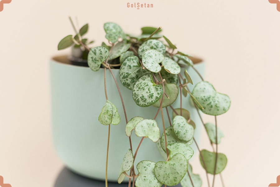 Ceropegia-Woodii-with-white-pot-min