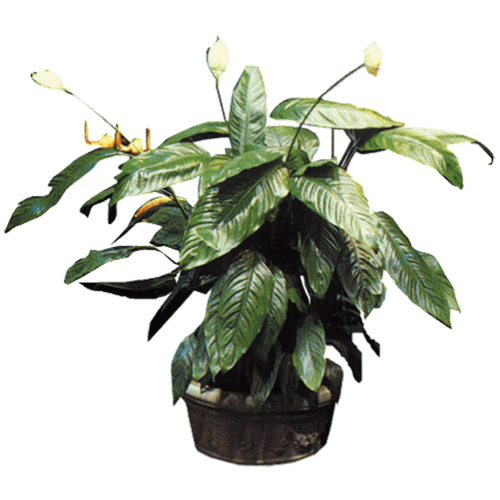 گیاه مانسترا آپارتمانی