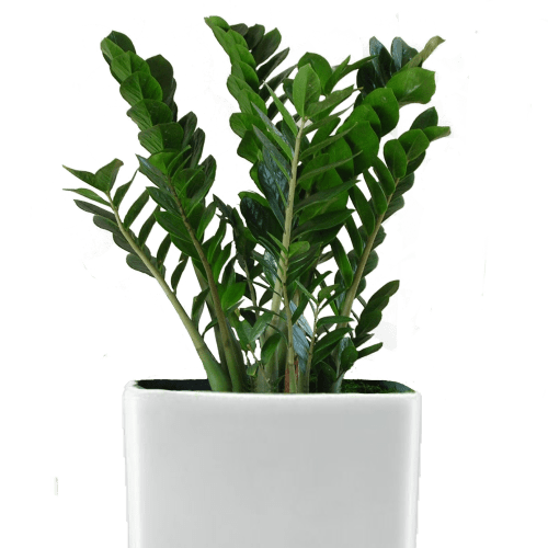 فیکوس لیراتا دو شاخه